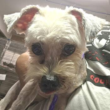 Maya -  Mixed Breed Dog for Adoption in Leander, Texas - Maya | PetCurious