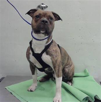MONTANA -  Staffordshire Bull Terrier Dog for Adoption in Houston, Texas - MONTANA | PetCurious