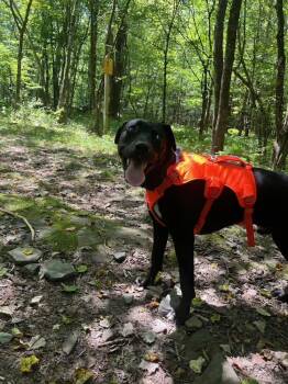 Catahoula Leopard Dog Dogs Available for Adoption in Breinigsville, Pennsylvania - Bernie | PetCurious