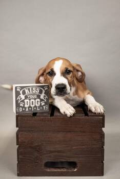 640-26 -  Hound Dog for Adoption in Brighton, Colorado - 640-26 | PetCurious