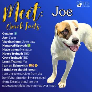 Saint Bernard Dogs Available for Adoption in Fulton, New York - Joe | PetCurious