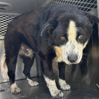 Archie -  Cattle Dog Dog for Adoption in Birmingham, Alabama - Archie | PetCurious