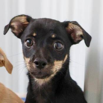 Black Tea -  Chihuahua Dog for Adoption in Bradenton, Florida - Black Tea | PetCurious