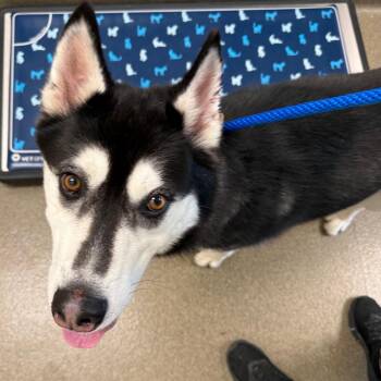 Dimitri -  Siberian Husky Dog for Adoption in Council Bluffs, Iowa - Dimitri | PetCurious