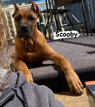 Cane Corso Dogs Available for Sale - Scooby | PetCurious