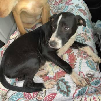 Rescue Mixed Breed Dogs for Adoption in Duncan, Oklahoma - Shirley | PetCurious
