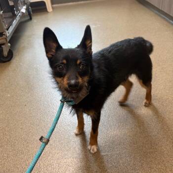 Terrier and Mixed Breed Dogs Available for Adoption in Council Bluffs, Iowa - Douglas | PetCurious