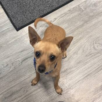 Peanut -  Chihuahua Dog for Adoption in Hurricane, Utah - Peanut | PetCurious