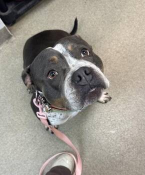 Betty -  American Bulldog and Mixed Breed Dog for Adoption in Palm Coast, Florida - Betty | PetCurious