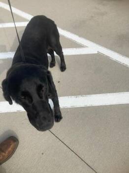 Labrador Retriever Dogs Available for Adoption in Baytown, Texas - LOLA | PetCurious