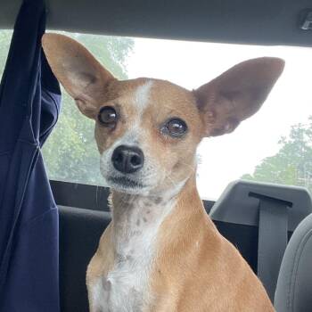 Queenie -  Chihuahua Dog for Adoption in Richmond Hill, Georgia - Queenie | PetCurious