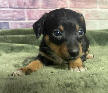 Chihuahua Dogs Available for Adoption in Sedalia, Colorado - Blueberry | PetCurious