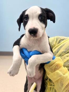 Beavis -  Terrier Dog for Adoption in Gulfport, Mississippi - Beavis | PetCurious