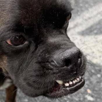 Polo -  Boxer and Mixed Breed Dog for Adoption in Rockville, Maryland - Polo | PetCurious