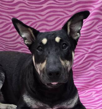 Mixed Breed Dogs Available for Adoption in Frankfort, Indiana - Molly | PetCurious