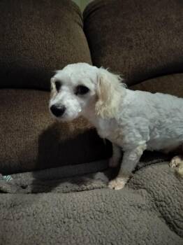 Rescue Poodle Dogs for Adoption in Harlem, Georgia - BETSY | PetCurious