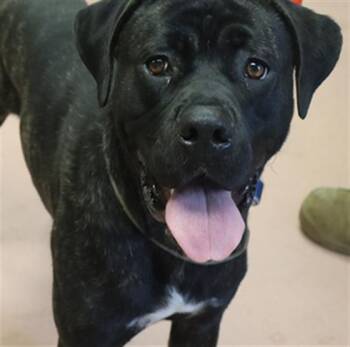 ROCKO -  Mixed Breed Dog for Adoption in Columbia, South Carolina - ROCKO | PetCurious