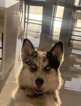 Oreo -  Pomsky Dog for Adoption in Seaside Heights, New Jersey - Oreo | PetCurious