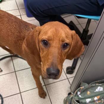 Oakley Lynn -  Mixed Breed Dog for Adoption in Charleston, West Virginia - Oakley Lynn | PetCurious
