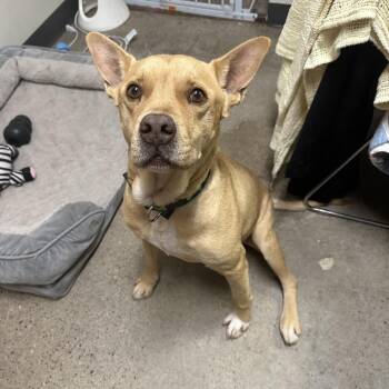 Luke -  Shepherd and Mixed Breed Dog for Adoption in South Haven, Michigan - Luke | PetCurious