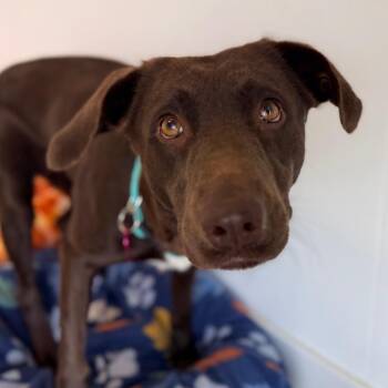 Autumn -  Labrador Retriever and Mixed Breed Dog for Adoption in Green Bay, Wisconsin - Autumn | PetCurious