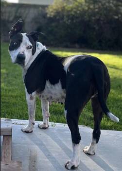 Rescue Bull Terrier and American Staffordshire Terrier Dogs for Adoption in San Francisco, California - Cleo | PetCurious