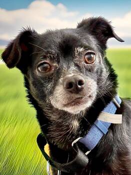 Rescue Chihuahua Dogs for Adoption in Charlotte, North Carolina - Zuzu | PetCurious