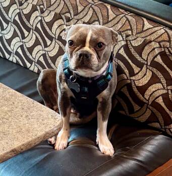 Mabel -  French Bulldog and Boston Terrier Dog for Adoption in Didsbury, Alberta - Mabel | PetCurious