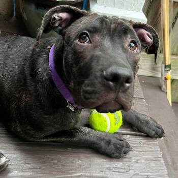Caesar -  Pit Bull Terrier Dog for Adoption in Hilton, New York - Caesar | PetCurious