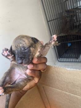 Rescue Pit Bull Terrier and Mixed Breed Dogs for Adoption in New Orleans, Louisiana - Mookie | PetCurious