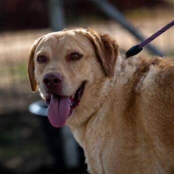Rescue Chesapeake Bay Retriever and Yellow Labrador Retriever Dogs for Adoption in Austin, Texas - Old Yeller JuM | PetCurious