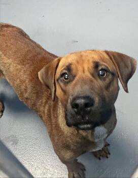 Ridge -  Labrador Retriever and Hound Dog for Adoption in Hartsville, South Carolina - Ridge | PetCurious