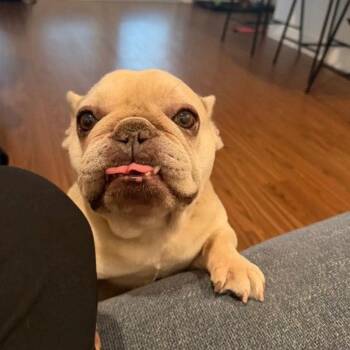 Peach -  French Bulldog Dog for Adoption in Dallas, Texas - Peach | PetCurious