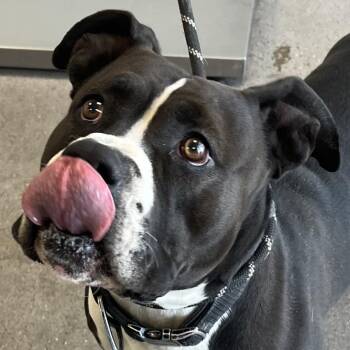 Mixed Breed Dogs Available for Adoption - Oreo | PetCurious