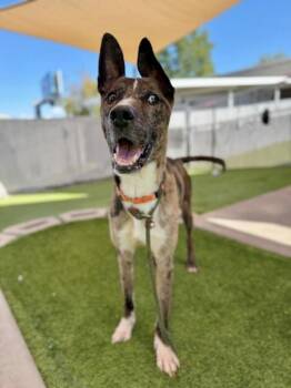 Enzo -  Catahoula Leopard Dog Dog for Adoption in Salt Lake City, Utah - Enzo | PetCurious