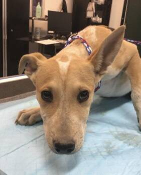 Terrier and Mixed Breed Dogs Available for Adoption - GINGER SPICE | PetCurious