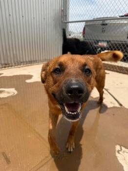 Dash -  Mixed Breed Dog for Adoption in Hobbs, New Mexico - Dash | PetCurious