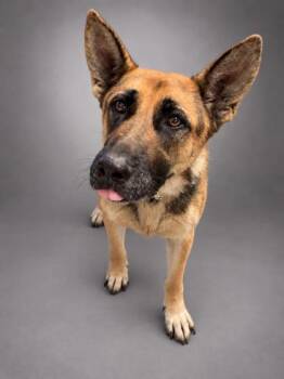 Zaydie Mae - SPONSORED -  German Shepherd Dog and Mixed Breed Dog for Adoption in Bowling Green, Kentucky - Zaydie Mae - SPONSORED | PetCurious
