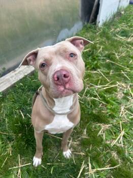 Karmina -  Pit Bull Terrier Dog for Adoption in Chicago, Illinois - Karmina | PetCurious