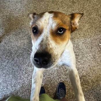 Sharla -  Australian Shepherd and Mixed Breed Dog for Adoption in Brownsboro, Alabama - Sharla | PetCurious