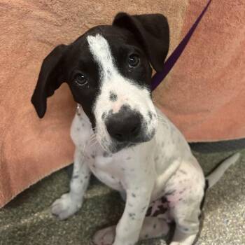 IVHS-Stray-139397 -  Great Dane and Pit Bull Terrier Dog for Adoption in San Gabriel, California - IVHS-Stray-139397 | PetCurious