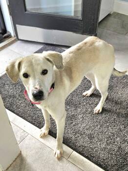 Labrador Retriever Dogs Available for Adoption - Milana | PetCurious