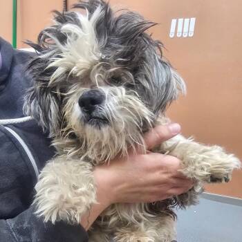 Shih Tzu Dogs Available for Adoption in Detroit Lakes, Minnesota - Raisin | PetCurious