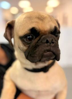 Coco -  Pug Dog for Adoption in Los Angeles, California - Coco | PetCurious