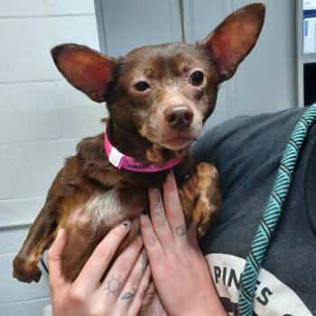 Sweetie Pie -  Chihuahua and Mixed Breed Dog for Adoption in Hattiesburg, Mississippi - Sweetie Pie | PetCurious