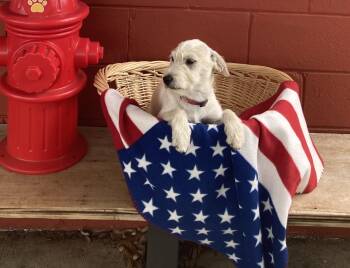 Stanley -  Wirehaired Terrier Dog for Adoption in Pensacola, Florida - Stanley | PetCurious