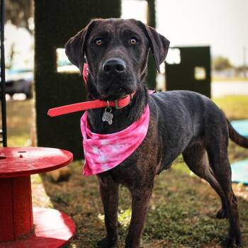 Rescue Mixed Breed Dogs for Adoption in Lake Jackson, Texas - Callista | PetCurious