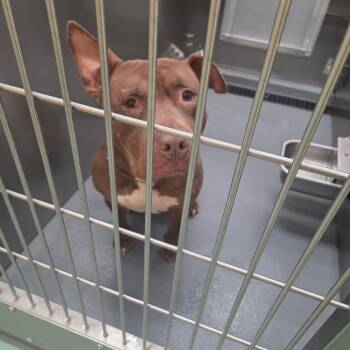 Mixed Breed Dogs Available for Adoption - Birch | PetCurious