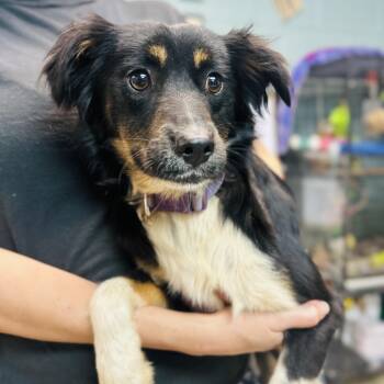 Australian Shepherd and Jack Russell Terrier Dogs Available for Adoption in Cedarburg, Wisconsin - Olive | PetCurious