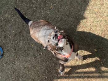 Glory -  Hound Dog for Adoption in Gloversville, New York - Glory | PetCurious